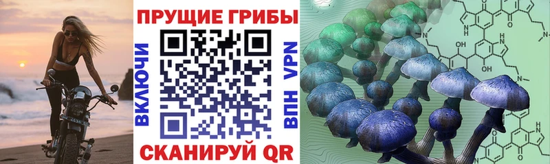 Галлюциногенные грибы Psilocybine cubensis  Купить  Ревда 